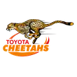 Cheetahs